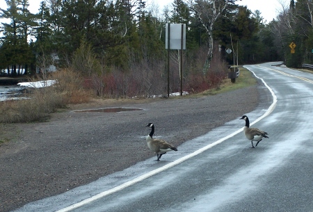 rude geese