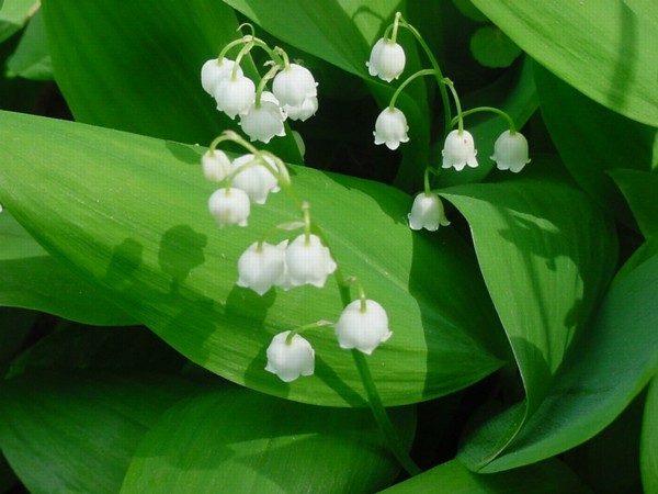 Lilly of the Valley