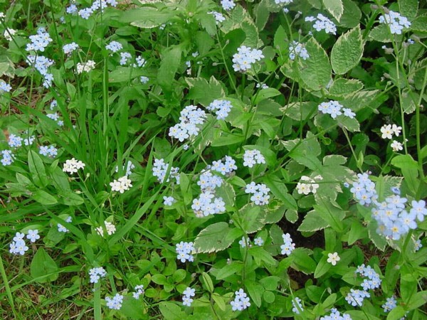 Forget Me Nots