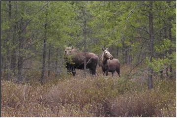 Mr. Moose and the Mrs.