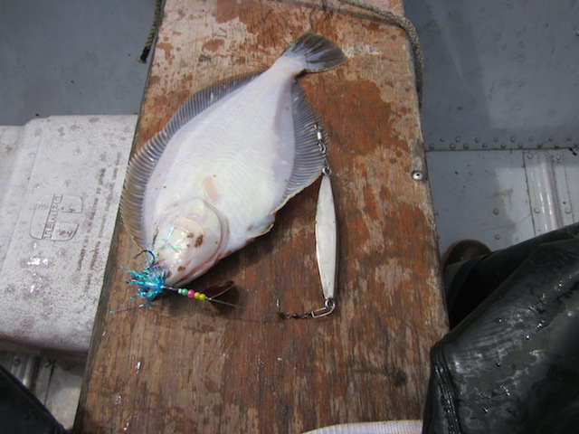 halibut white