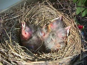Baby Robins waiting for a meal