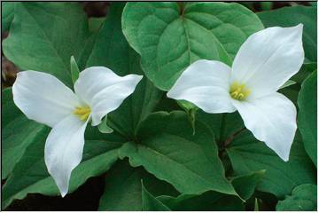 Trilliums, by request