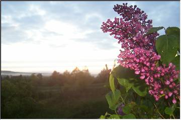 Lilacs on Bumbletown Hill