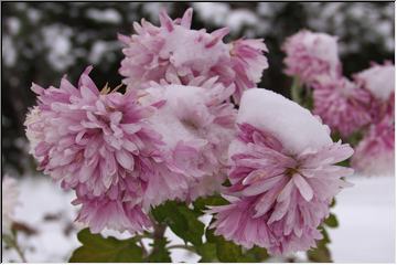 Blooms amid the snow