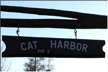 Cats in the harbor