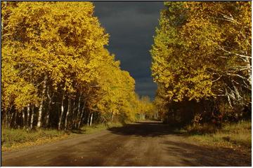 Yellow leaf road