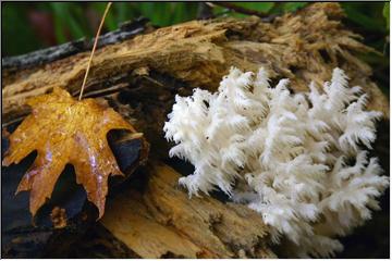 Edible agaric