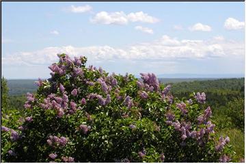 Bumbletown lilacs