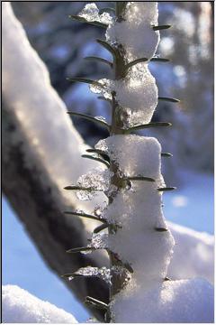 Icy needles