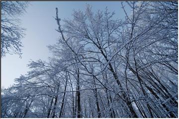 Towering trees