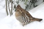 Partridge or Grouse?