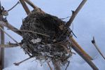 Empty nest