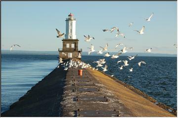 Seagull beach party