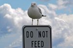 Feed me anyway