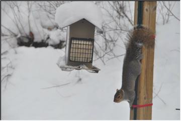 Acrobatic squirrel