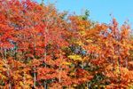 Colorful leaves