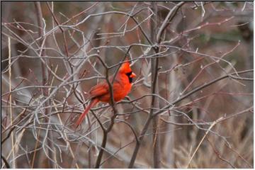 Bright red