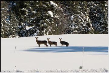 Deer in the snowy field.