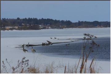 Geese on the Bay