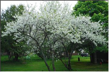 Many blossoms = many cherries