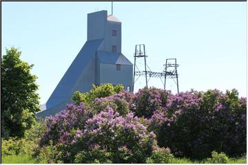 Quincy in bloom