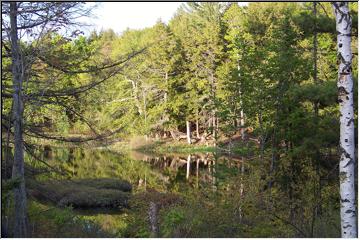 Woodland scene