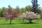 Flowering trees