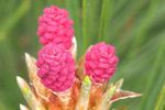 Growing pine cone