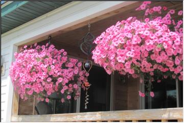 Petunia baskets