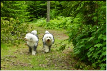 Taking a walk