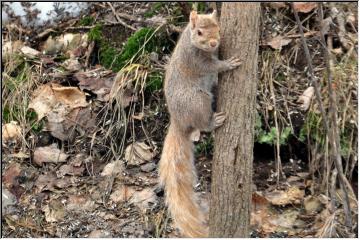 Variegated Squirrel