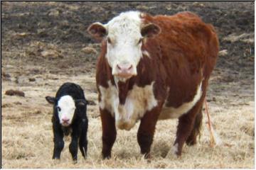 Calf and cow