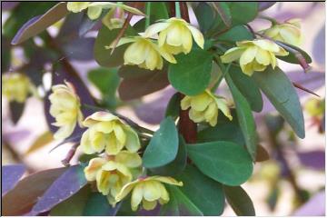 Flowering