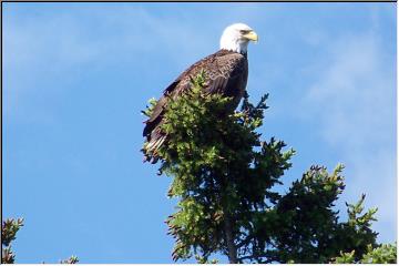 Bald Eagle