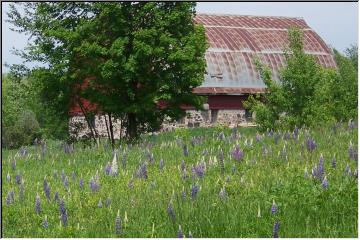 Old barn