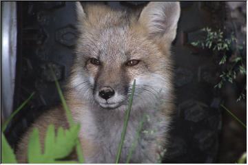 Furry fox