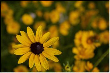 Wildflowers