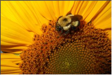 Buzzing bee