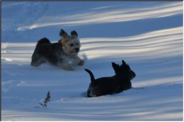 Frolicking in the snow