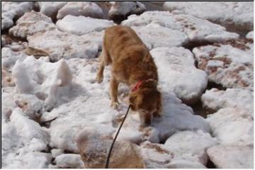 Dog on ice