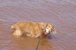 Dog in water