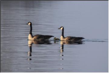 Mom, Dad and babies, too