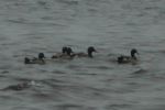 Ducks swimming along