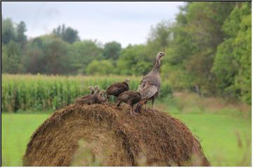 Turkey family outing