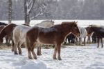 Winter pasture