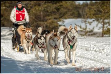 Mushing