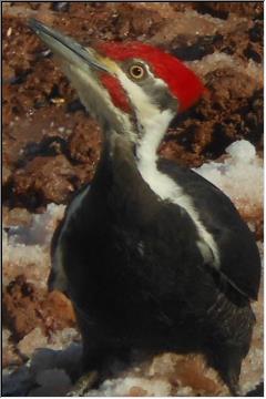 Pileated up close
