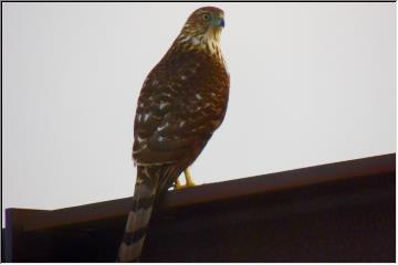 Houghton hawk