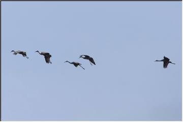 Returning cranes